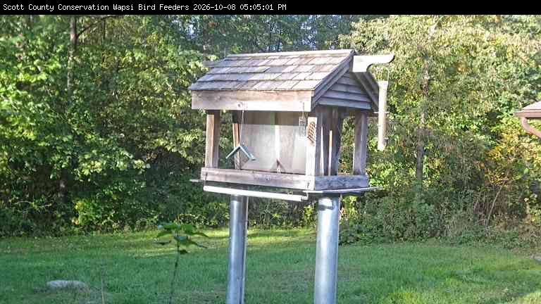 Webcam view of the bird feeder at the Wapsi Center.