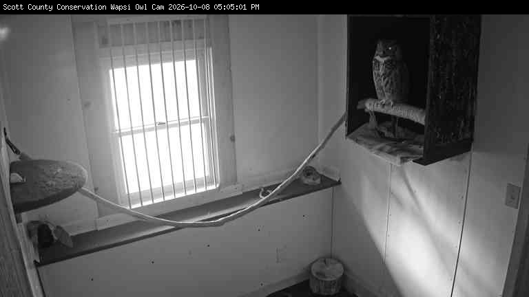 Webcam view of the Owl at the Wapsi Center.